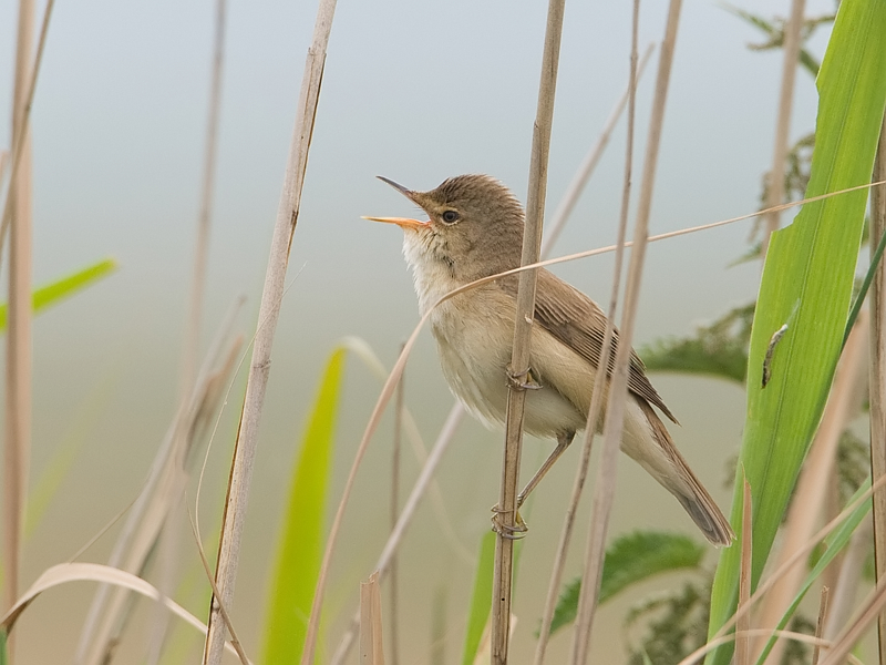 Acrocephalus scirpaceus Reed Warbler Kleine Karekiet